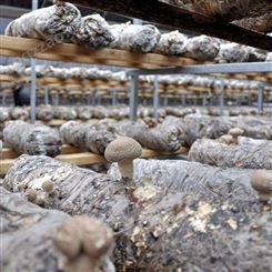 聚丰 爱尔兰大棚食用菌大棚制作 蘑菇大棚食用菌大棚种类