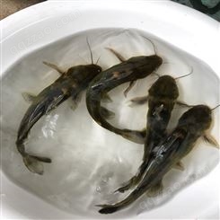 杂交黄骨鱼 单性黄骨鱼 养殖基地