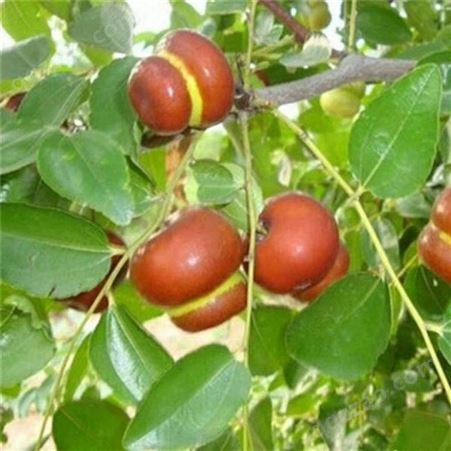 欢乐果园 早熟枣树苗出售 葫芦枣早熟 绿化工程
