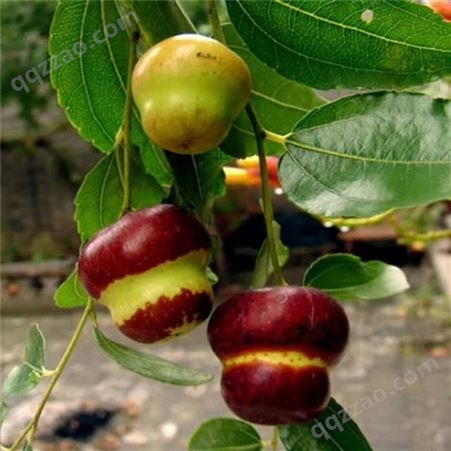 欢乐果园 早熟枣树苗出售 葫芦枣早熟 绿化工程