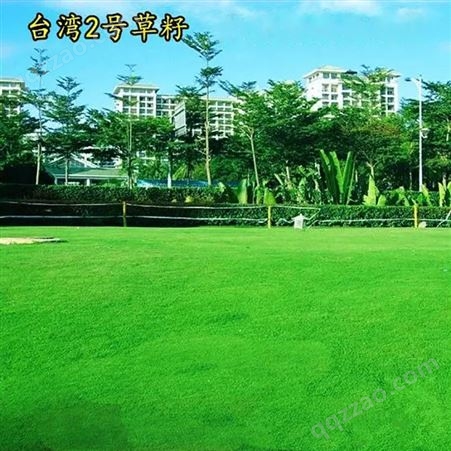 湘草绿化/出售中国台湾2号草坪种子 公园景区绿化地被草