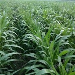 大力士甜高粱种子 养殖业牧草 产量高 无病虫害/湘草绿化