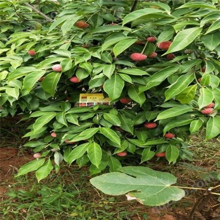 欢乐果园 石枣大量供应 石枣果 露天种植