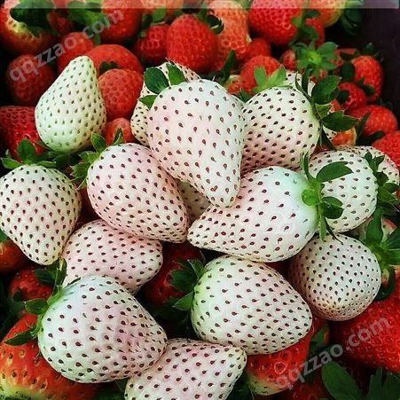 带果发货草莓苗新品种红颜奶油阳台四季盆栽水果苗南北方果树果苗