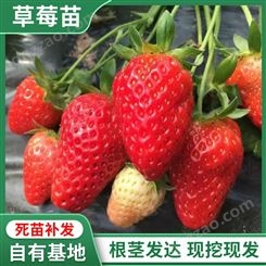 大棚草莓南北方基地种植脱毒草莓苗四季草莓苗草莓苗盆栽地栽批发