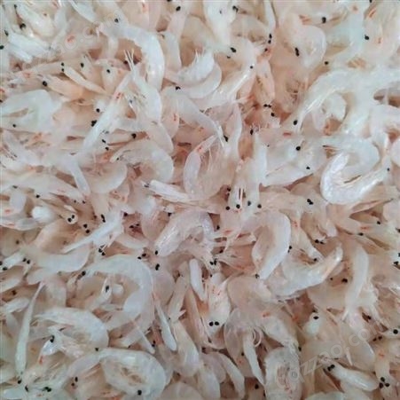 新鲜大虾皮 海鲜干货 小虾米现货出售 鲁滨海产生产供应