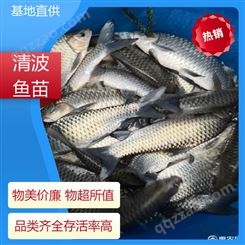 清波鱼鱼苗批发 免费提供技术 支持送货上门 渔场直出