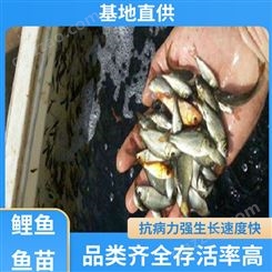 淡水养殖 鲤鱼 鱼苗 支持送货上门 生长迅速 实力商家