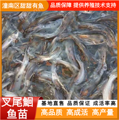 叉尾鮰鱼苗 淡水鲜活养殖 提供技术支持 基地供应品种全 甜甜有鱼