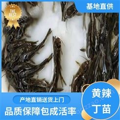 黄辣丁苗出售 专业淡水鱼养殖 产量好 包品质 批发渔场