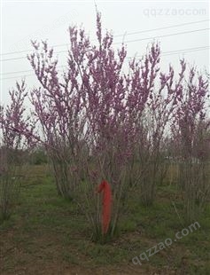 紫荆高度5米冠幅1米供应澳森花木基地